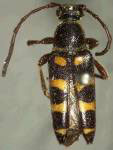 Typocerus sparsus