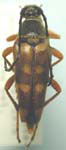 Typocerus velutinus velutinus