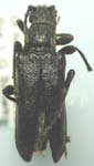 Xestoleptura cockerelli