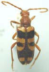 Xestoleptura crassicornis