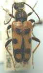 Xestoleptura tibialis