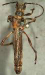  Necydalis (Necydalis) cavipennis