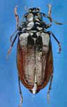 Prionus (Prionus) laticollis