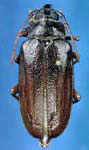 Prionus (Prionus) pocularis