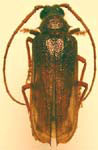 Tragosoma pilosicorne