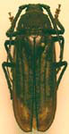  Trichocnemis spiculatus neomexicanus