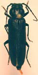  Arhopalus productus