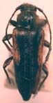  Atimia confusa dorsalis