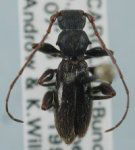 Michthisoma heterodoxum