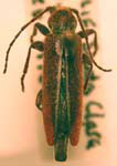  Paratimia conicola