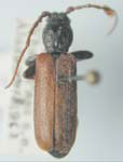 Tetropium cinnamopterum cinnamopterum