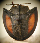  Akantaka bivittipennis