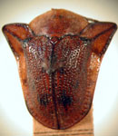  Dorynota monoceros