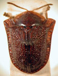  Paranota spinosa