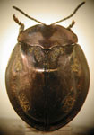  Stolas (Stolas) chalybaea cupreata