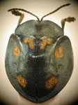  Stolas (Stolas) chalybaea