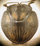  Stolas (Stolas) nudicollis