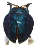  Stolas (Stolas) coerulescens