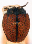  Stolas cruentata