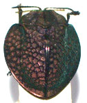  Stolas (Stolas) inaurata