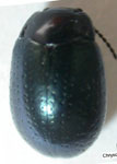 Chrysolina gemellata