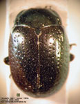 Chrysolina hyperici