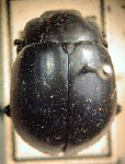  Cryptostetha circumpunctacostipennis