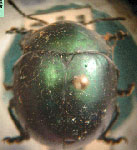  Cryptostetha viridiopaca