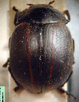  Isostilodes quadrijuga