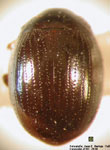 Jolivetia obscura