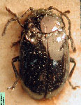  Microtheca planicollis