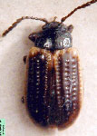  Microtheca punctigera