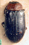  Microtheca semilaevis