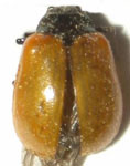 Plagiodera erythroptera