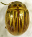  Zygogramma deleta