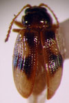 Altica (Altica) bellula