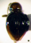 Aulonodera darwini