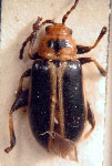  Caeporis stigmula