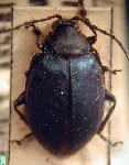  Chlamophora opacicollis