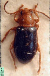  Crepidodera sp. 1