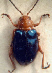  Diphaulaca aulica