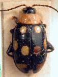  Disonycha austriaca