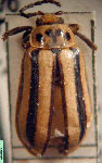  Disonycha bicarinata