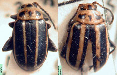  Disonycha copulata