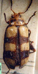  Disonycha trifasciata