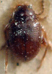  Epitrix fasciata