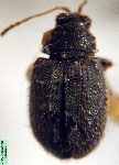  Epitrix fuscata