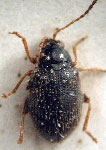  Epitrix hirtula