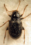  Epitrix lucidula