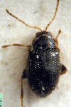  Epitrix opacicollis